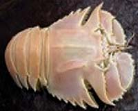 The Left-Handed Lobster