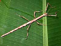 Walking Sticks Lost Wings, Then Re-Evolved Them