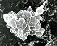 Microorganisms Cited As Missing Factor In Climate Change Equation