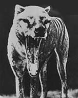 Unsung Species Co-Endangered