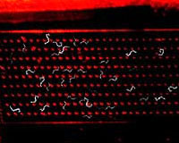 How Worms' Noses Sense Oxygen