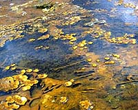Family Trees Of Ancient Bacteria Reveal Evolutionary Moves
