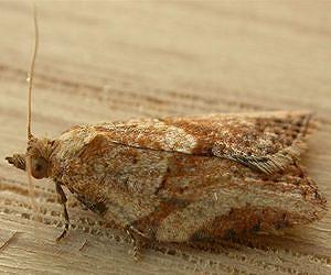Using Radiation to Sterilize Insect Pests