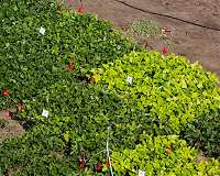 Lightening Up Soybean Leaves May Boost Food Supply