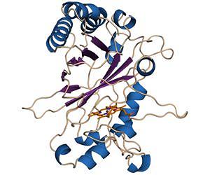 First wood-digesting enzyme found in bacteria could boost biofuel production