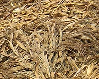New Processes Release Energy From Cellulose