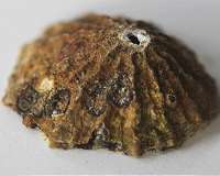 Bioengineers unveil surprising sensory and self-healing abilities of seashore creatures