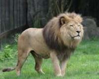 South Africa Wants To Clamp Down On Hunting