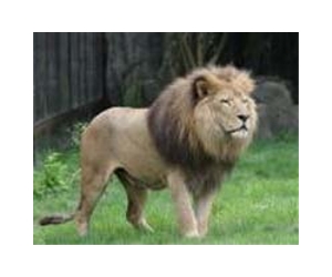 Lion on the loose in South Africa