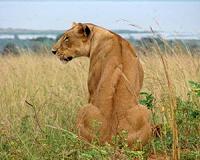 First lions to return to Rwanda after over two decades