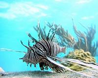 To fight lionfish invasion, Cuba learns to cook them