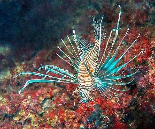 Lionfish -- an invasive menace terrorizing Venezuela's coast
