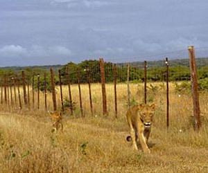 New report confirms almost half of Africa's lions facing extinction