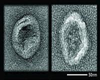 Cloaked DNA nanodevices survive pilot mission