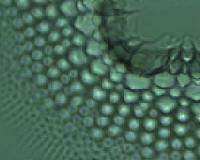 Penn researchers develop liquid-crystal-based compound lenses that work like insect eyes