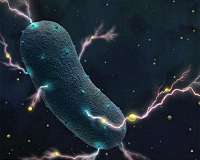 Gut bacteria's shocking secret: They produce electricity