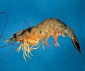 Tiny shrimp leave giant carbon footprint: scientist