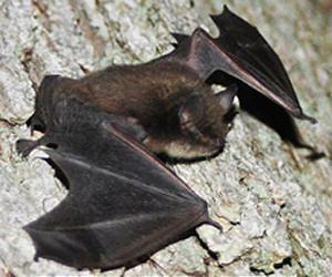 Rare Form of Active 'Jumping Genes' Found In Mammals