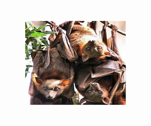 Incredible mobility of flying foxes complicates conservation efforts