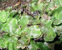 The secret lives of ancient land plants