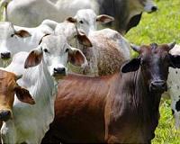 Business booming for Brazil farmers but deforestation looms large