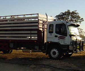Livestock also suffer traffic accidents during transport