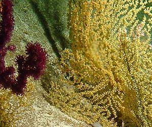 Melanin in marine fossils offers clues about where they could survive