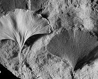 Ancient molecules on fossil leaves reveal relationships among Jurassic-era plants