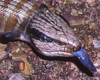 New Research Shows Aussie Lizards Are Poisonous Too