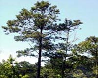 Cyprus probes serial tree killings