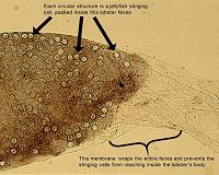 Well-wrapped feces allow lobsters to eat jellyfish stingers without injury