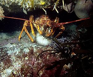 Global marine life census charts vast world beneath the seas