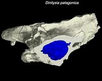Mystery of how snakes lost their legs solved by reptile fossil