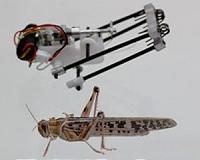 'Robot locust' can traverse rocky terrain and assist in search and rescue