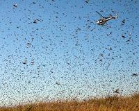 Madagascar unleashes poisoned rain to break locust plague