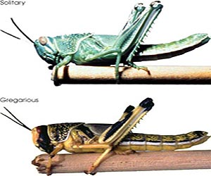 Insect Brains Are Rich Stores Of New Antibiotics