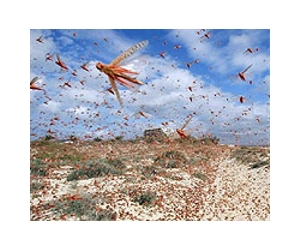 Locust genome exposes hundreds of pesticide targets