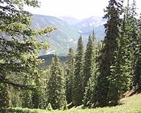Lethal Needle Blight Epidemic May Be Related To Climate Change