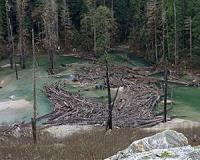 Flooding alleviated by targeted tree planting and river restoration