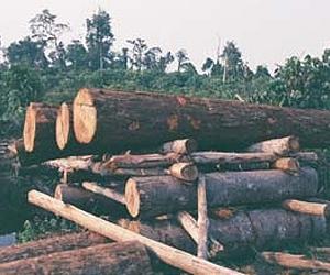 Philippines anger at logging ban murder