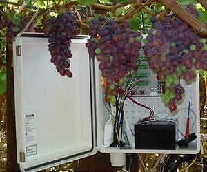 Satellites can help to grow the perfect grape
