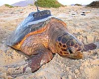 Satellite Tracking Reveals Migratory Mysteries Of Atlantic Loggerhead Turtles