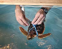 Light Sticks May Lure Turtles To Fishing Lines