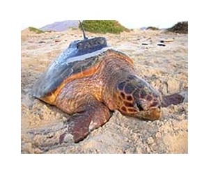 U.S. agrees to propose protected habitats for endangered sea turtles