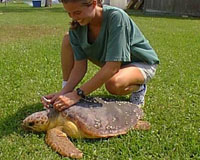 Turtle Studies Suggest Health Risks From Environmental Contaminants