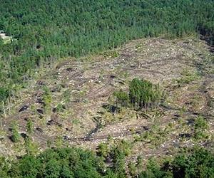 Promise And Limits Of Biomass Energy In The Northeast