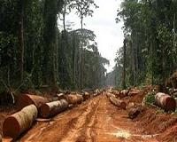 Study: Only two intact forests left on Earth