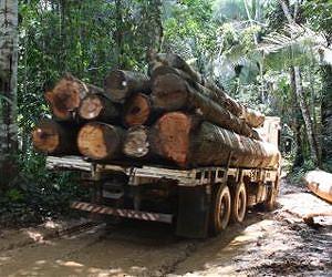 Nicaraguan rainforest said under threat from growing illegal logging