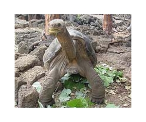 Effort to revive Galapagos tortoises once thought extinct