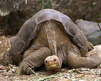 'Extinct' giant tortoise to be bred in captivity